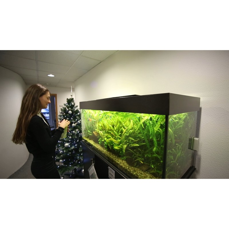  CZ - people - aquarium - feeding - fish - play darts