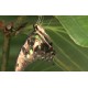 CR - Prague - Botanical Garden - Butterflies