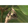 CR - Prague - Botanical Garden - Butterflies