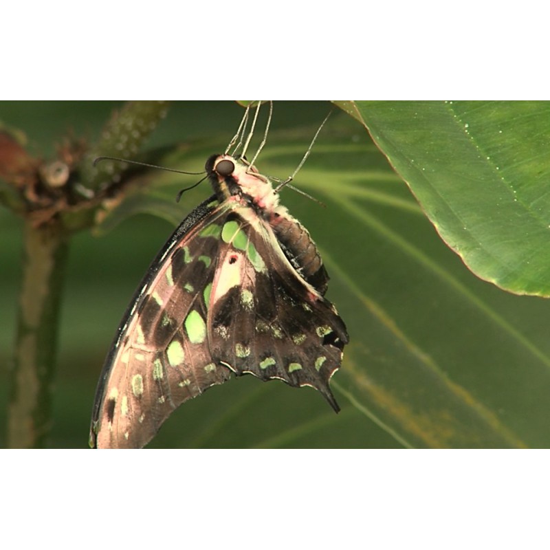 ČR - Praha - Botanická zahrada Troja - motýli