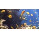 Aegean Sea - Divers - Undersea Life