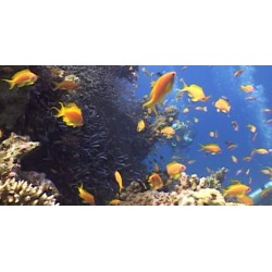 Aegean Sea - Divers - Undersea Life