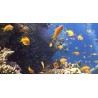 Aegean Sea - Divers - Undersea Life