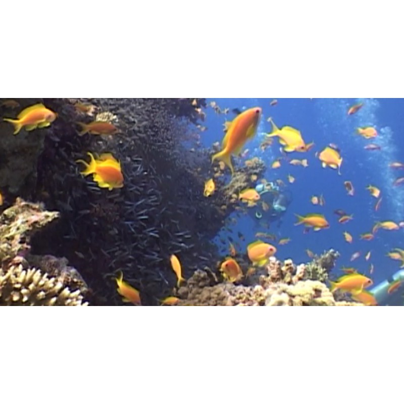 Aegean Sea - Divers - Undersea Life