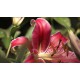 Bumble-bee - Bee - Flowers