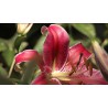 Bumble-bee - Bee - Flowers