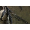 CR - Crocodile Farm - Crocodile Meat