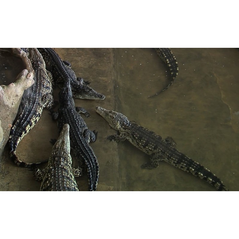 CR - Crocodile Farm - Crocodile Meat
