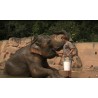CR - Elephants - ZOO Prague