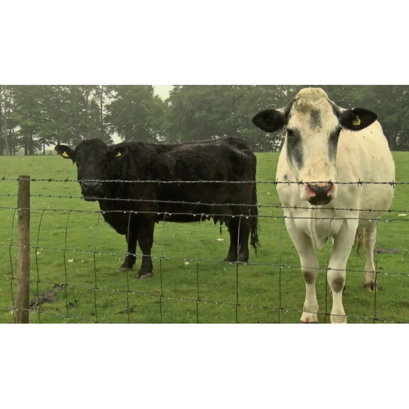 Great Britain - Wales - Cows - Sheeps