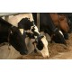 France - cows - milk - cheese - production