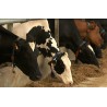 France - cows - milk - cheese - production