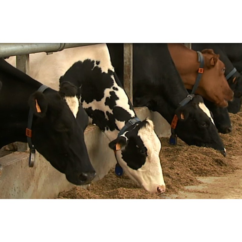 France - cows - milk - cheese - production