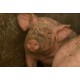 France - pigs - cows - meat processing plant - smoked meat - shop