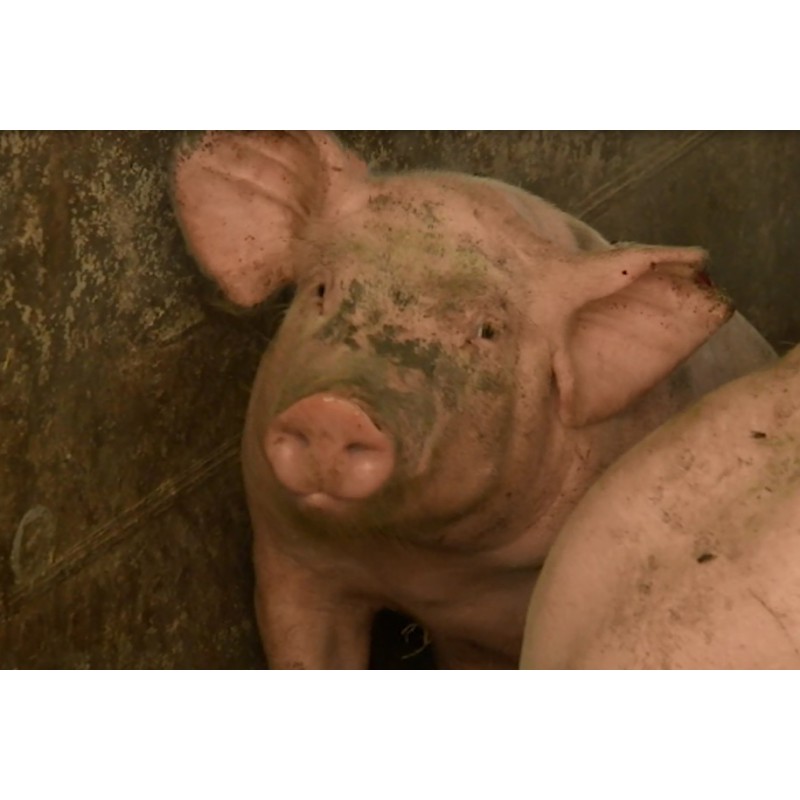 France - pigs - cows - meat processing plant - smoked meat - shop