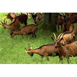France - Italy - goat - cheese - production