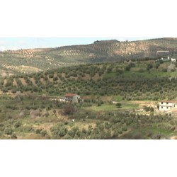 Greece - olives - growing