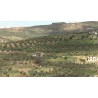 Greece - olives - growing