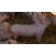 CR - pig - pigsty