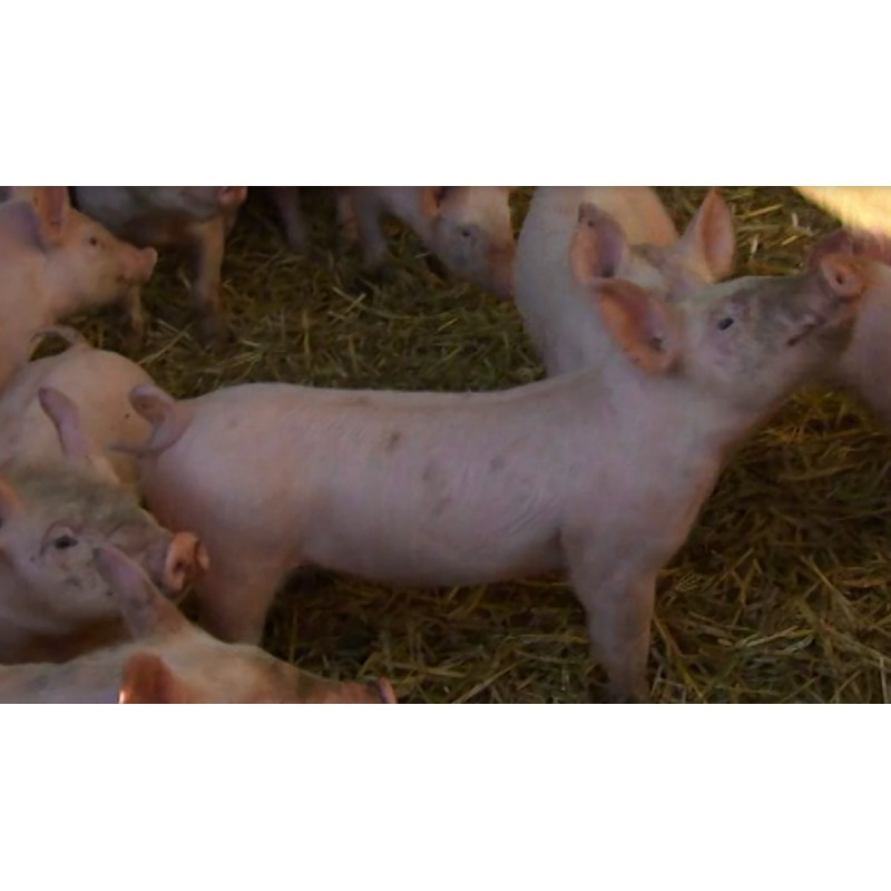 CR - pig - pigsty