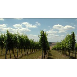 ČR - Morava - vinice - vinná réva