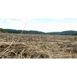 ČR - počasí - sucho - pole - vyschlá řeka - jez