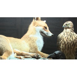 CR - nature - animals - stuffed animals