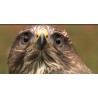 CR - nature - birds - raptor - falcon - buzzard