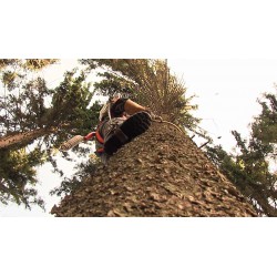 CR - Krkonoše Mountain - forestry - climbing - tree
