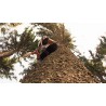 CR - Krkonoše Mountain - forestry - climbing - tree