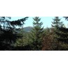 CR - krkonoše mountains - nature - forest - 2