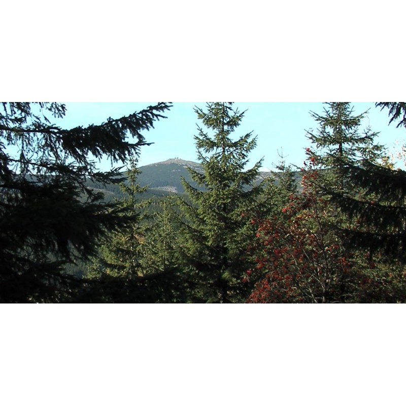 CR - krkonoše mountains - nature - forest - 2