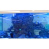 CR - fish - aquarium - 2