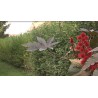 CR - greenery - hedge - nature