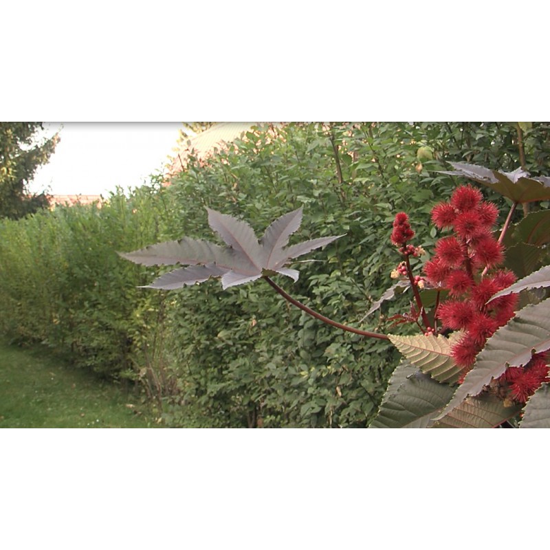  CR - greenery - hedge - nature