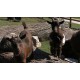 CR - zoo - children - goat