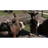 ČR - ZOO - děti - koza