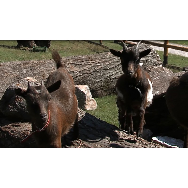 CR - zoo - children - goat