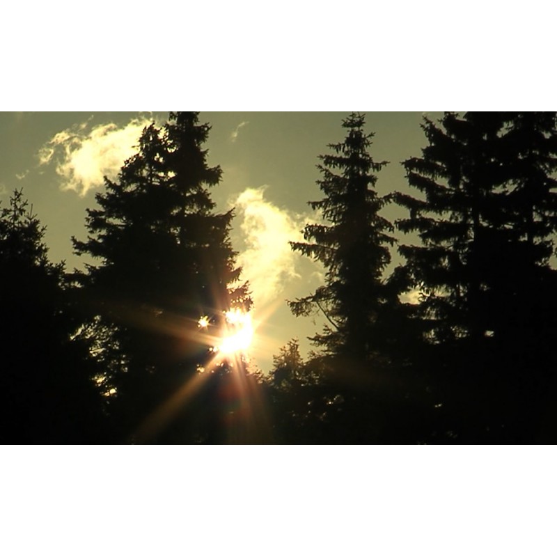 CR - nature - forest - sky - time-lapse - 3 - original lenght