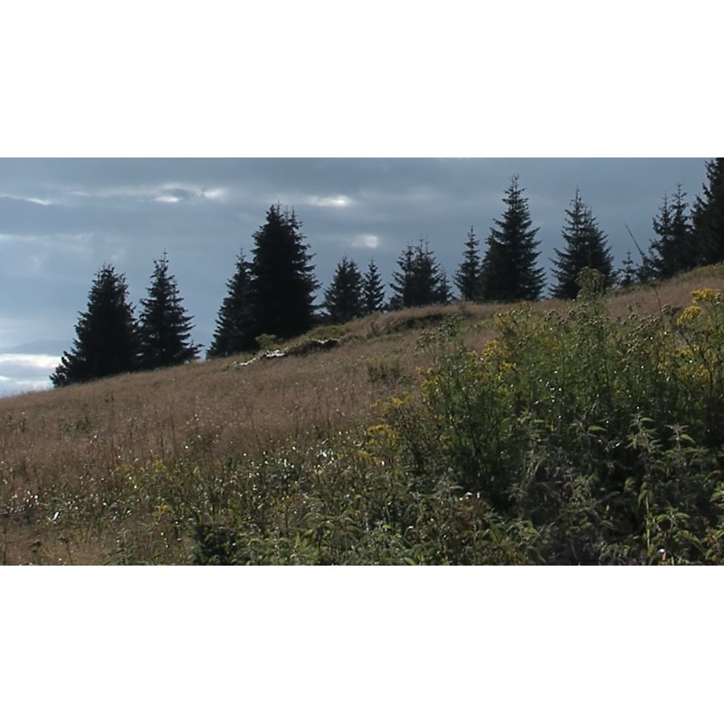 CR - nature - forest - sky - time-lapse - 2 - original length