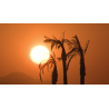 Africa - sunset - palm - original lenght