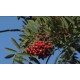 cr - Krkonoše - mountains - nature - cobweb - brook - rowanberry