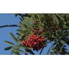 cr - Krkonoše - mountains - nature - cobweb - brook - rowanberry
