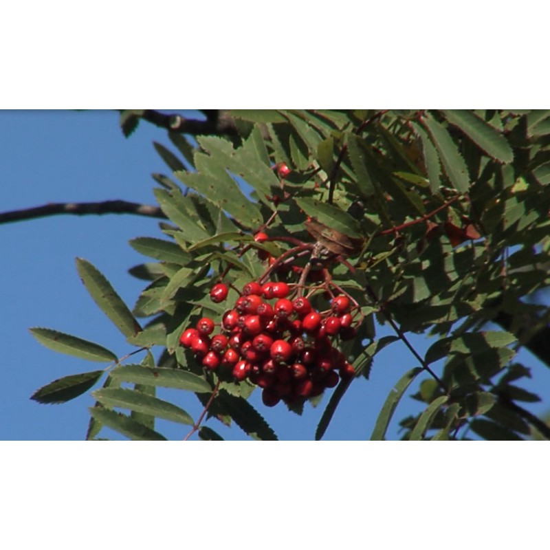 cr - Krkonoše - mountains - nature - cobweb - brook - rowanberry