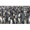 Antarctica - animals - penguin