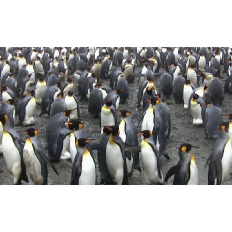 Antarctica - animals - penguin
