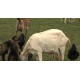 CR - animals - farm - goat - duck - pig