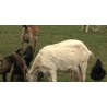 CR - animals - farm - goat - duck - pig