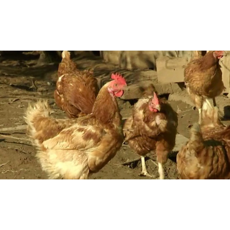 Belgium - hen - eggs - henhouse