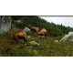 Slovakia - High Tatras - Vysoké Tatry - chamois
